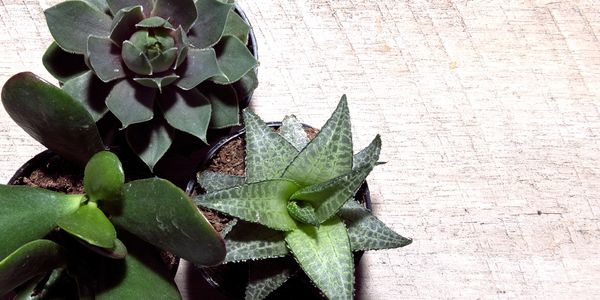 Succulents