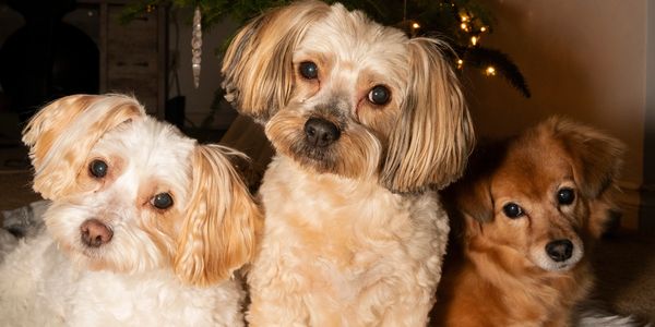 Pet portraits of dogs.