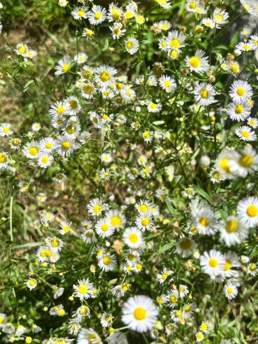 Field of sDaisy fleabane (Erigeron strigosus) is a North American native perennial known for its delicate white, daisy-like flowers with cheerful yellow centers. Growing 1–3 feet tall, it blooms from late spring through summer and thrives in full sun to part shade. Its abundant flowers provide nectar and pollen for native bees, butterflies, and other beneficial insects, making it a wonderful addition to pollinator gardens, meadows, and naturalistic landscapes. #ErigeronStrigosus #DaisyFleabane #Fleabane #MidAtlanticPlants #VirginiaNativePlants #NativePlants #NativeWildflowers #PollinatorGarden #PollinatorPlants #NativePlantGarden #VirginiaGardening #WildflowerGarden
mall white daisies with yellow centers.