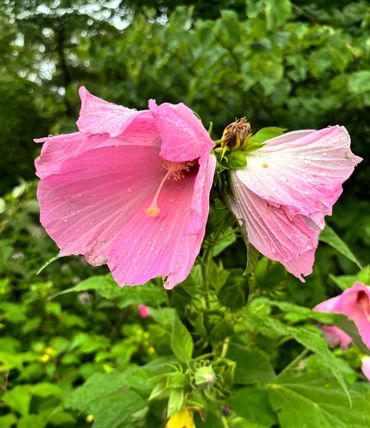 Swamp rose mallow (Hibiscus moscheutos) is a showy North American native perennial known for its enormous pink, white, or rose-colored flowers that bloom from midsummer into early fall. Growing 4–7 feet tall, it thrives in full sun and moist to wet soils, making it an excellent choice for rain gardens, pond edges, and other damp areas. Its large blooms attract hummingbirds, bees, and other pollinators while adding dramatic late-season color to the garden. #HibiscusMoscheutos #SwampRoseMallow #RoseMallow #MidAtlanticPlants #VirginiaNativePlants #NativePlants #PollinatorGarden #RainGarden #NativePlantGarden #VirginiaGardening #NativePerennials #HummingbirdGarden