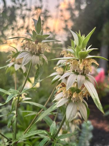 Monarda punctata, commonly known as Spotted Beebalm or Horsemint, is a unique Virginia native perennial loved by bees, butterflies, and other native pollinators. Its pale yellow flowers, dotted with purple spots and surrounded by showy pink-to-lavender bracts, add beautiful late-summer color to sunny gardens. Drought tolerant and well suited for native plant gardens, pollinator gardens, and naturalistic landscapes. #MonardaPunctata #SpottedBeebalm #Horsemint #VirginiaNativePlants #MidAtlanticPlants #NativePlants #PollinatorGarden #PollinatorPlants #NativePlantGarden #VirginiaGardening #GardenInspiration #WildflowerGarden #BeeFriendlyGarden