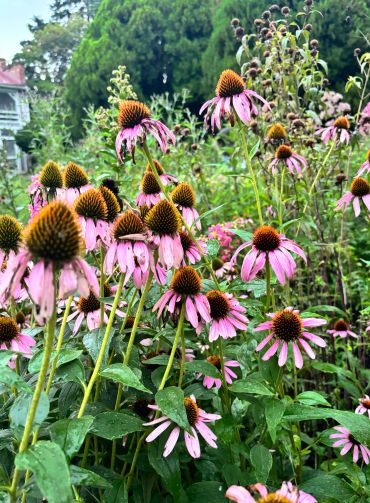 Purple coneflower (Echinacea purpurea) is a beautiful native perennial that brings bold summer color and incredible wildlife value to the garden. Its distinctive pink-purple flowers attract bees, butterflies, and other pollinators, while the seed heads provide food for birds later in the season. A tough, low-maintenance choice for sunny native plant gardens, pollinator gardens, cottage gardens, and naturalistic landscapes throughout the Mid-Atlantic. #EchinaceaPurpurea #PurpleConeflower #MidAtlanticPlants #VirginiaNativePlants #NativePlants #NativeGarden #PollinatorGarden #PollinatorPlants #VirginiaGardening #NativePerennials #WildlifeGarden #GardenInspiration