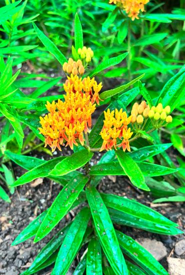 Butterfly weed (Asclepias tuberosa) is a North American native milkweed known for its clusters of bright orange to yellow flowers that bloom throughout summer. Growing 1–3 feet tall, it thrives in full sun and dry, well-drained soils, making it a great choice for sunny borders, meadow gardens, and naturalistic landscapes. As a host plant for monarch butterfly caterpillars and a nectar source for many pollinators, butterfly weed is an especially valuable addition to a wildlife-friendly garden. #AsclepiasTuberosa #ButterflyWeed #Milkweed #MidAtlanticPlants #VirginiaNativePlants #NativePlants #MonarchButterfly #MonarchGarden #PollinatorGarden #PollinatorPlants #NativePlantGarden #VirginiaGardening
