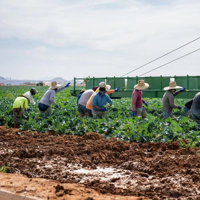 Farm workers harvesting crops in a green field using machinery.