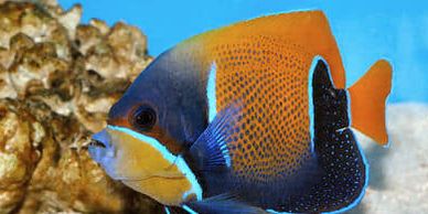 As the unofficial S. Burlington Aquarium, we carry a large variety of tropical fish, saltwater fish,