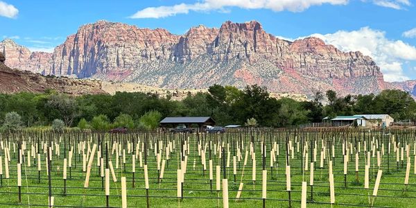 Field with crops and wooden stakes under a mountain range.