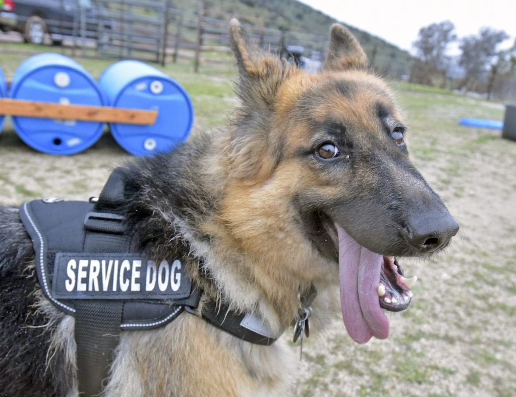 German Shepherd service dog being trained