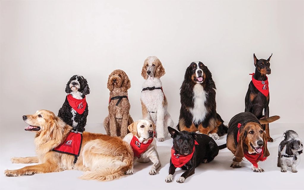 Many large and small Dogs being trained to become therapy dogs
