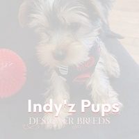 Indy's puppies 