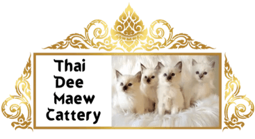 Thai Dee Maew Cattery 