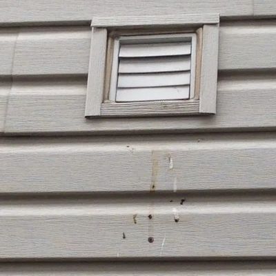 Signs of birds that have entered your home by way of dryer exhaust vents.