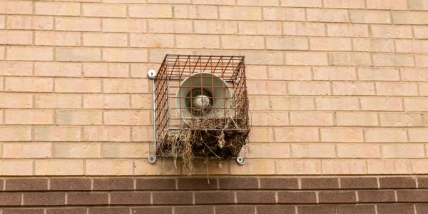 Heritage Wildlife Management can help with birds getting into vents and building nests.