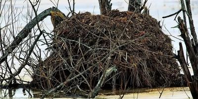 Large muskrat den at shore of river.