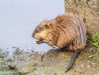 Muskrat destroying landscape at shore of river or lake.