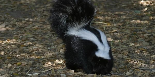 Skunk destroying lawn and digging under shed and deck in Ottawa.