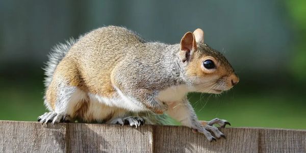 Squirrel trying to get into house in Ottawa.