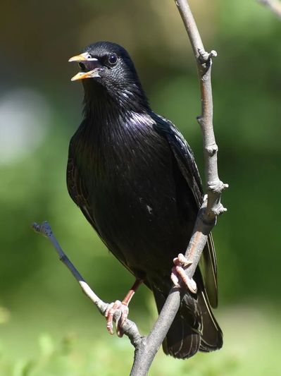 Choose Heritage Wildlife Management to handle your nuisance bird prevention and removal needs.