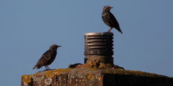 Heritage Wildlife Management can help solve your nuisance bird removal and prevention problems.