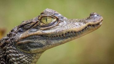 Close-up of a crocodile's head.