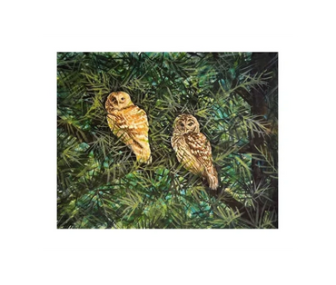 A couple of barred owls pose in the pine tree in our yard