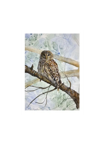 One of the owls that live in our back yard