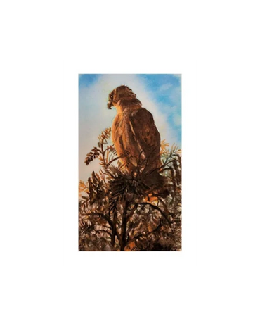 A hawk sits in the top of the pine tree to survey the neighborhood