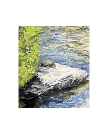 A turtle sunning on a rock