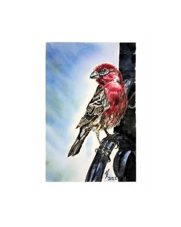 A red-breasted backyard finch perches on an iron post