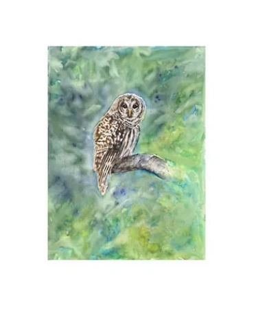 Frank, our neighborhood owl sitting in a tree