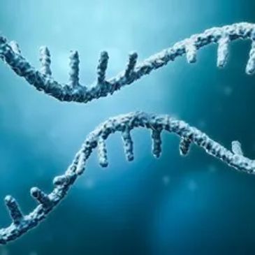 Close-up of an RNA strand showing its single-stranded structure.