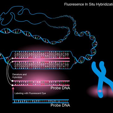 Diagram illustrating Fluorescence In Situ Hybridization (FISH) with labeled probe DNA binding to target DNA on a chromosome.
