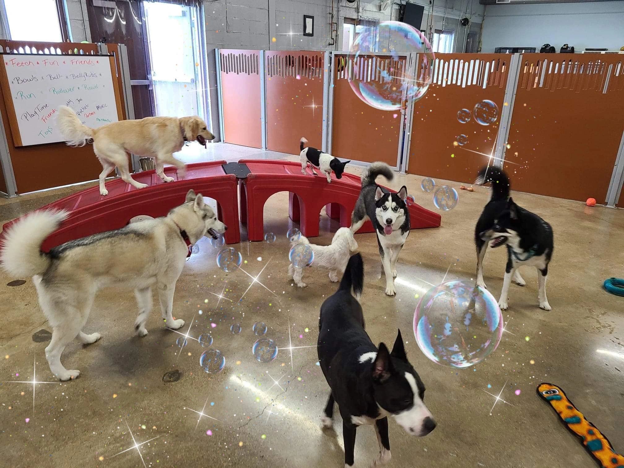 Pet Salon Pawfections Mobile Pet Spa Shear Perfection Dog