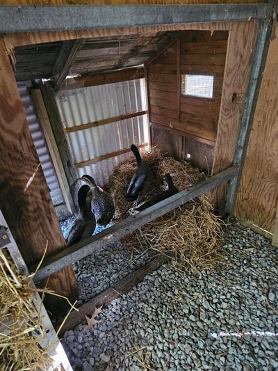 Three ducks resting on straw inside a wooden coop with gravel floor.
