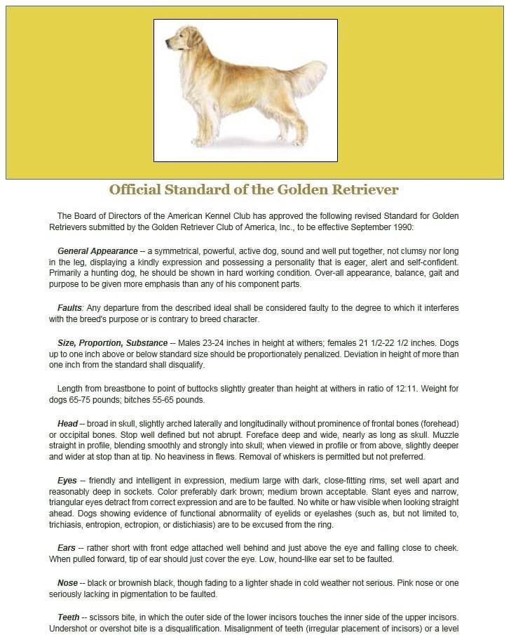 official standard of the golden retriever