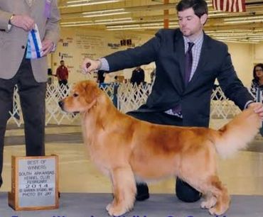 Samson's Maternal Grandsire, American Champion - WALKER