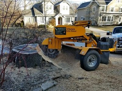 #stumpremoval #qca #quadcities #qc #davenport #ia #il #treeservice