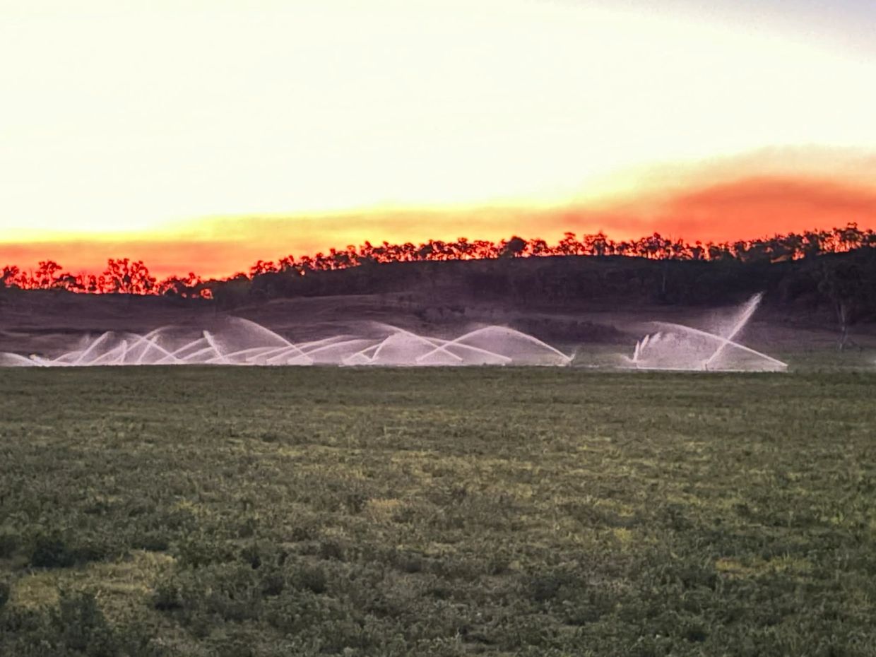 Sprinklers irrigate a green field at sunset with a fiery sky.