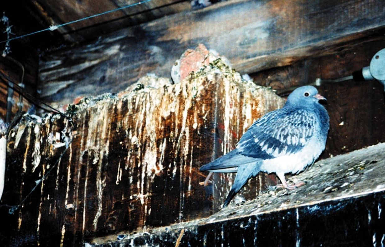 while bird spikes might be an option...this kind of area it is not...more permanent solution needed