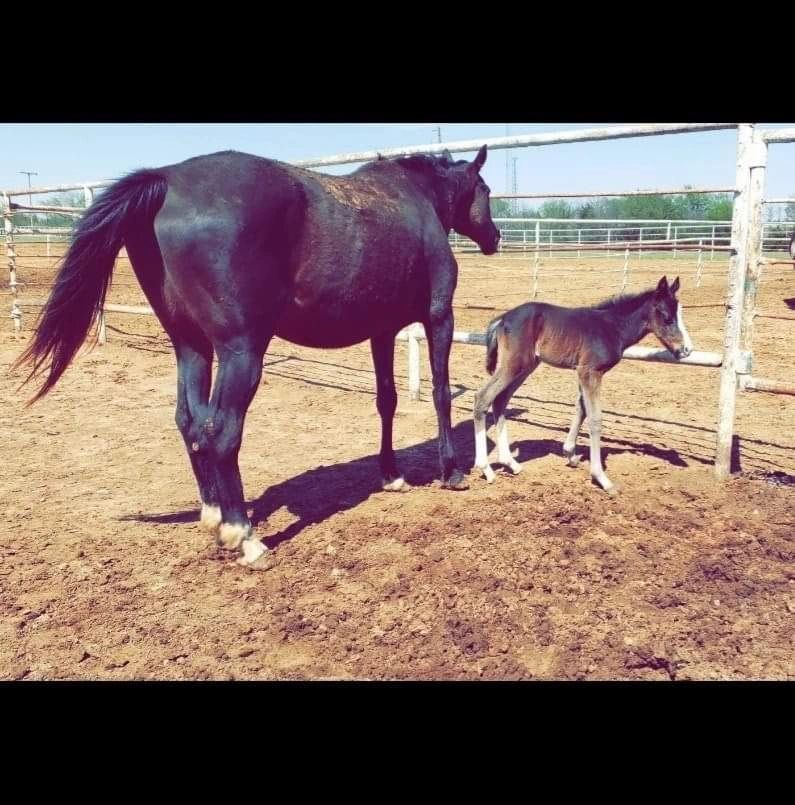 How to purchase Stroud Oklahoma Horses