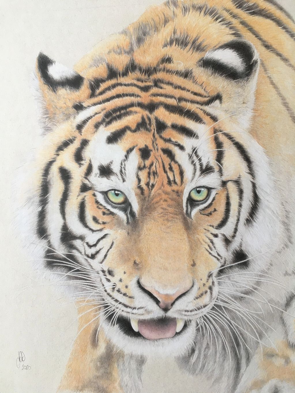 Tiger portrait - colour pencil drawing