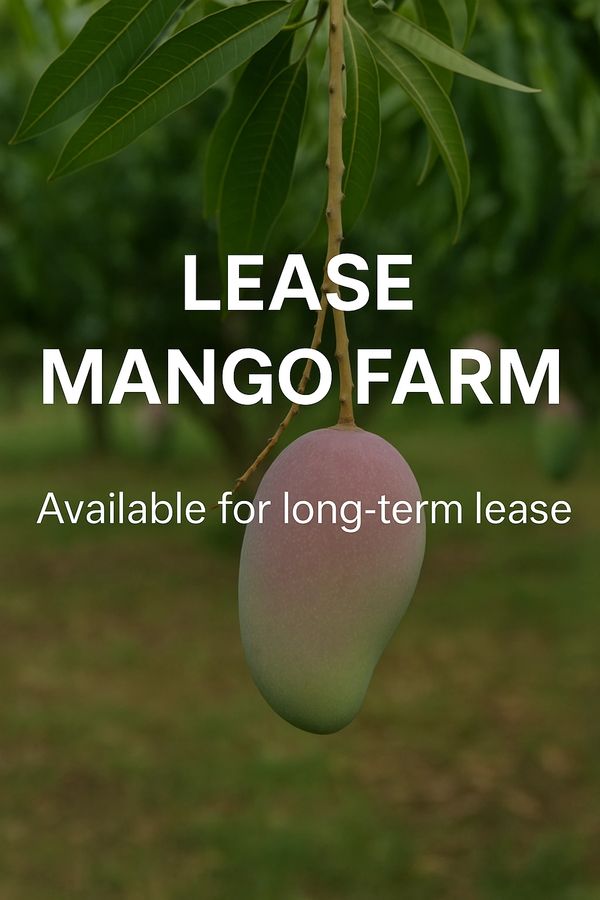 mango farm
