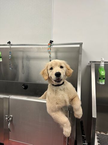 Bath- bath, blowout, nails & ear cleaning