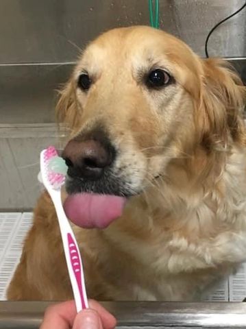 Teeth brushing