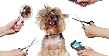 Full Spa- bath, blowout, full body haircut, nails & ear cleaning