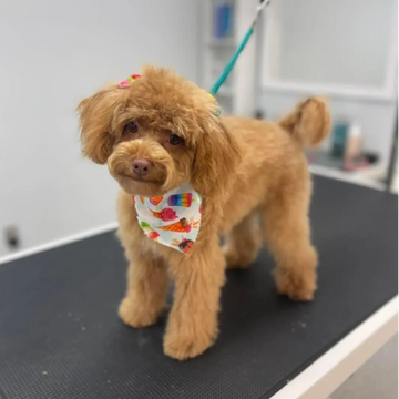 Mini Spa- Bath, blowout, trimming of feet, face & sanitary areas, nails & ear cleaning