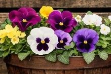 Colorful pansy flowers in a rustic wooden planter.