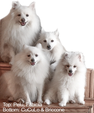 OUR LOVING
FAMILY OF
VOLPINO'S