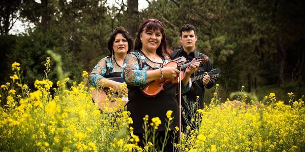 Three musicians playing string instruments in a field of yellow flowers.