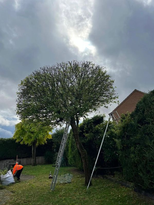 Tree pruning / reduction in Worcestershire
