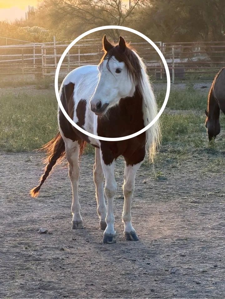 A brown and white horse with a long mane stands in a sunlit paddock.